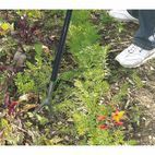 Draper 88799 Carbon Steel Dutch Hoe additional 4