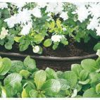 Draper 68261 12mm Bore Perforated Soaker Hose (15M) additional 3