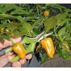 Draper 73729 Precision Curved Pruning Secateur (165mm) additional 3