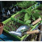 Draper 99022 Stainless Steel Transplanting Trowel with Ash Handle additional 2