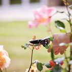 Silverline Secateurs - 220mm additional 4