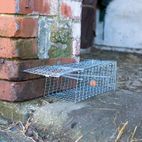 Fixman Rat Cage Trap 300 x 150 x 130mm additional 4