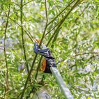 Fiskars PowerGear™ Tree Pruner additional 5