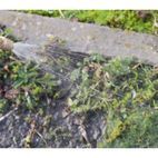 Sealey SS2 Pressure Sprayer 5ltr additional 3