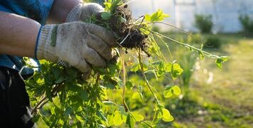 Removal,Of,Weeds,In,The,Garden,,Getting,Rid,Of,Weeds