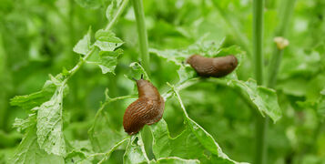 Spanish,Slug,Arion,Vulgaris,Snail,Parasitizes,On,Radish,Or,Lettuce
