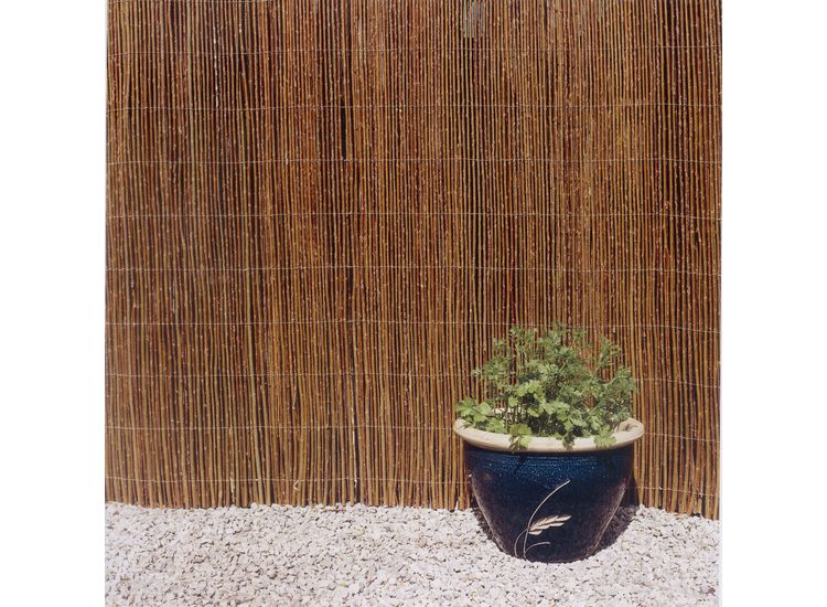 Ambassador Willow Screening